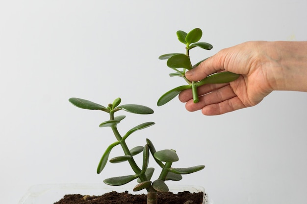 Manos de mujer sosteniendo el corte de crassula ovata en el fondo blanco