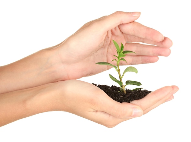 Manos de mujer sosteniendo una planta que crece fuera del suelo en primer plano de fondo blanco