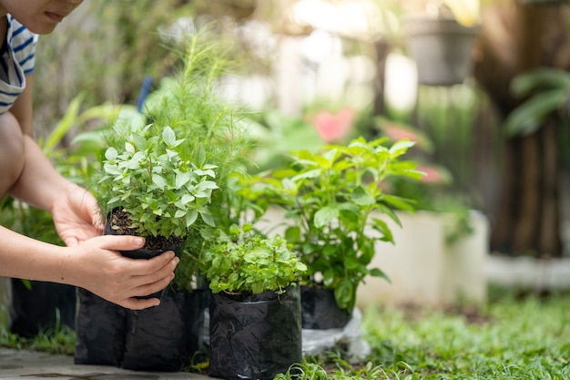 Manos de mujer sosteniendo plantas vegetales y preparándose para plantar en el jardín