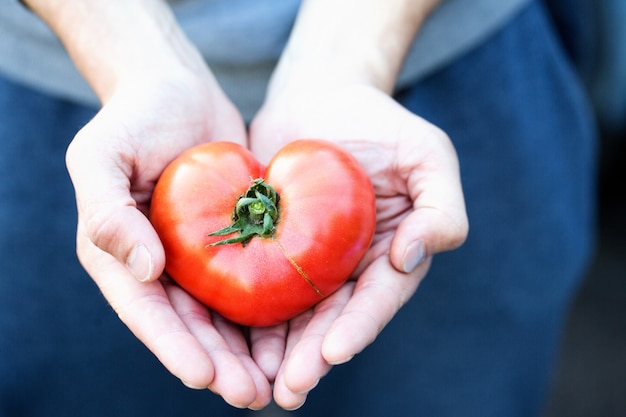 Manos de mujer sosteniendo un tomate maduro