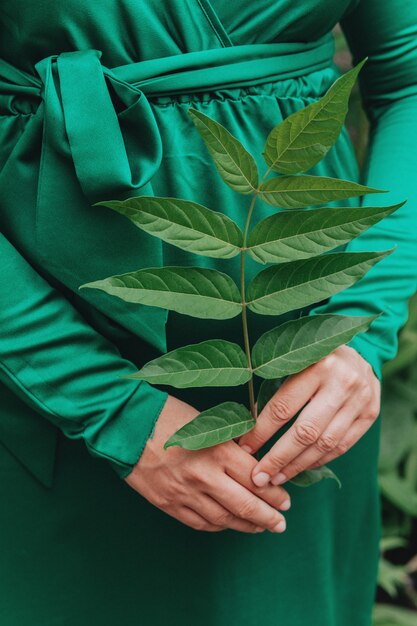 Manos de mujer sosteniendo verde joven. De cerca. Concepto de cuidado de plantas de interior.