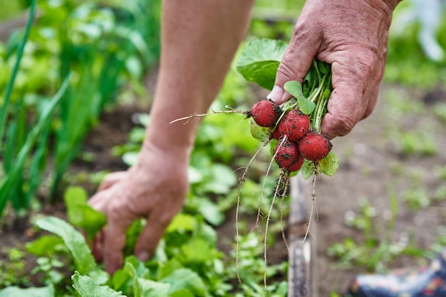 Las manos de la mujer sostienen el agricultor de rábano fresco recogiendo la cosecha en hortalizas orgánicas del jardín