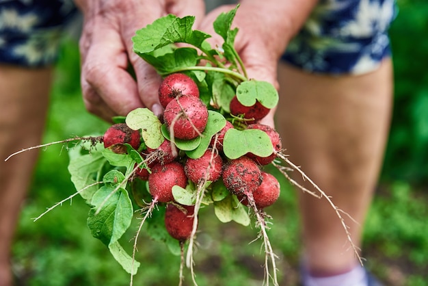 Foto las manos de la mujer sostienen el agricultor de rábano fresco recogiendo la cosecha en el jardín de verduras orgánicas comida natural helthy