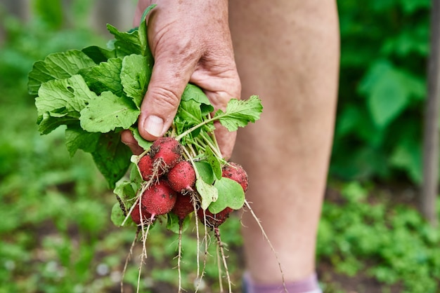 Las manos de la mujer sostienen el agricultor de rábano fresco recogiendo la cosecha en el jardín de verduras orgánicas comida natural helthy