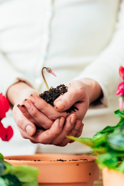 Las manos de la mujer trasplantan la planta a en una maceta nueva.