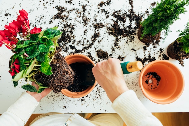 Las manos de la mujer trasplantan la planta a en una maceta nueva.