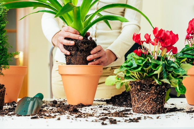 Las manos de la mujer trasplantan la planta a en una maceta nueva.