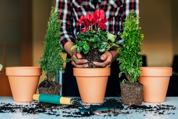 Las manos de la mujer trasplantan la planta a en una maceta nueva.