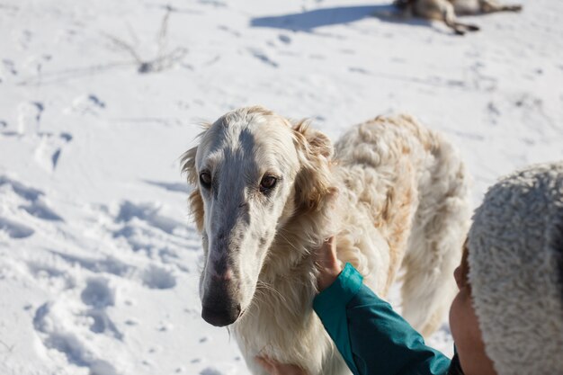 Las manos de las mujeres acariciando al galgo blanco. Invierno. Año nuevo.