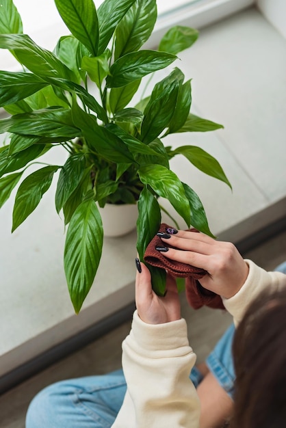 Las manos de las mujeres se cierran Una mujer limpia el polvo de la casa de las hojas de las plantas de interior con un paño suave Spathiphyllum en una olla blanca Enfoque selectivo suave