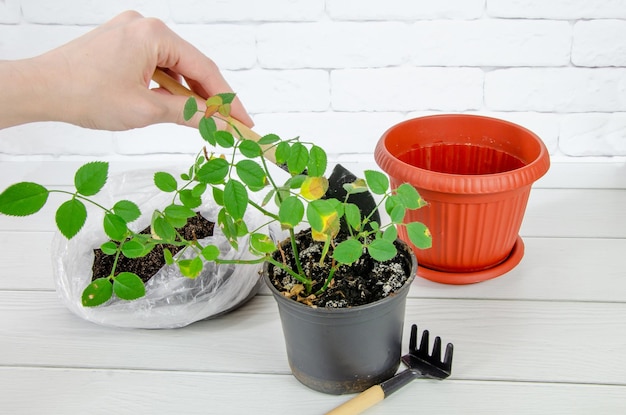 Las manos de las mujeres están replantando plántulas de rosa en una maceta nueva usando una herramienta de jardín para el cuidado de plantas en el hogar