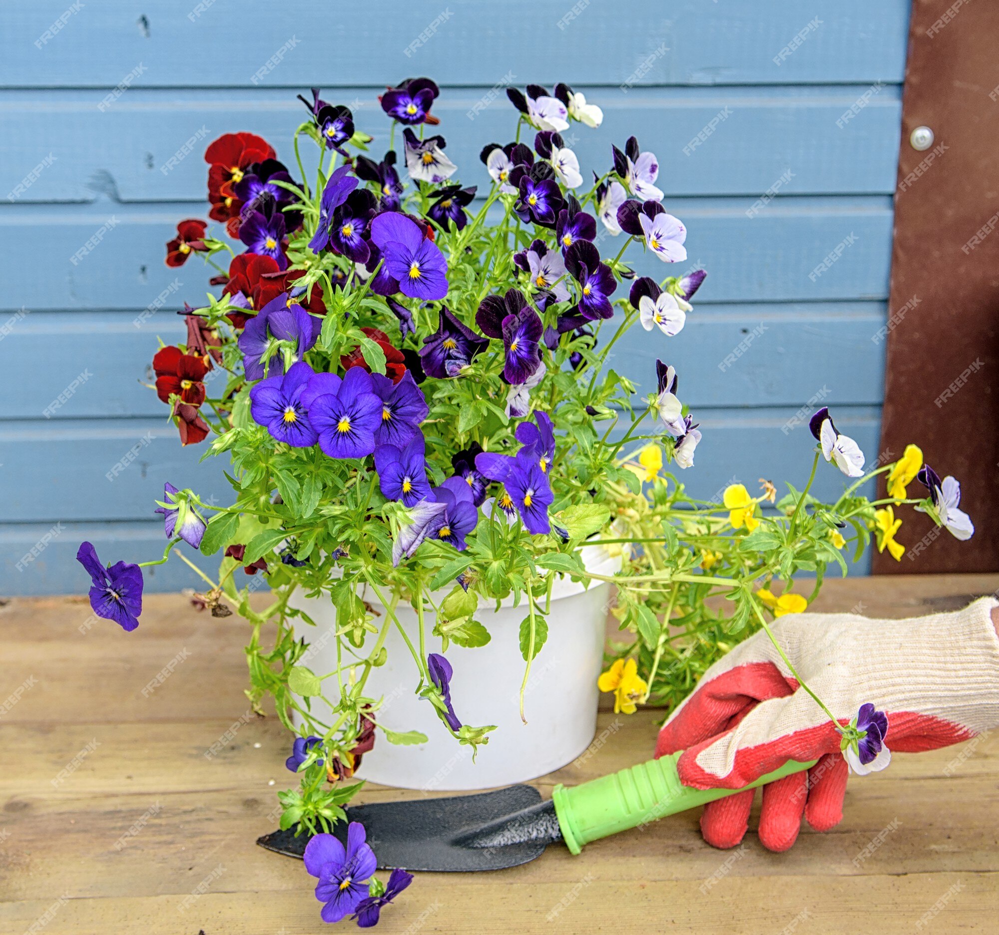 Las manos de las mujeres en guantes de jardinería van a plantar pensamientos  coloridos concepto de primavera | Foto Premium