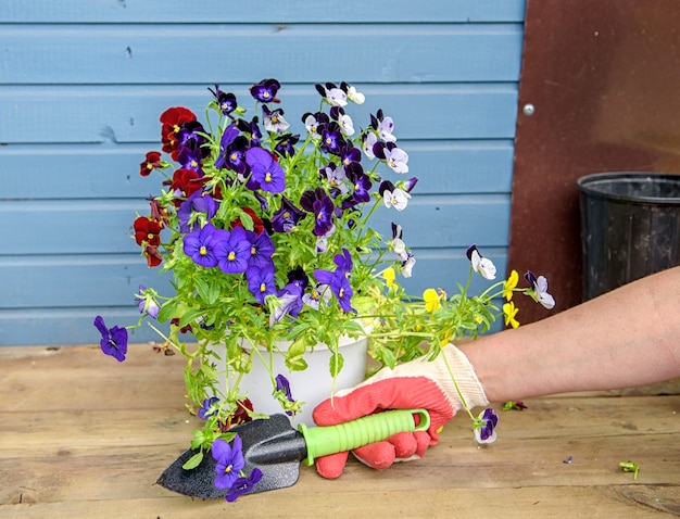 Las manos de las mujeres en guantes de jardinería van a plantar pensamientos coloridos concepto de primavera