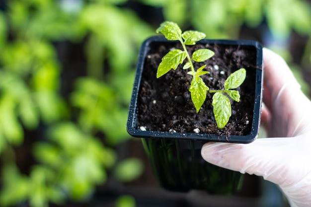 Las manos de las mujeres en guantes sostienen una plántula de tomate