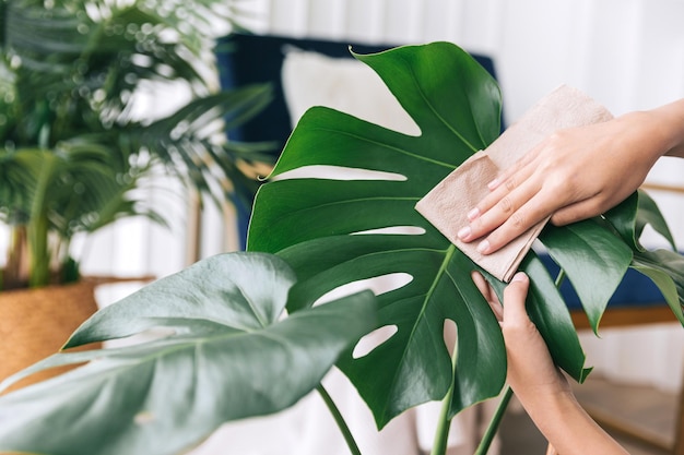 Las manos de las mujeres jóvenes de primer plano frotan y limpian el polvo de las hojas de la planta de interior Monstera Deliciosa con cuidado Amante de Monstera en casa El concepto de cuidado de plantas