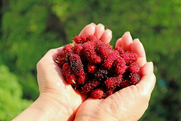 Las manos de las mujeres llenas de frutas de morera recién recogidas