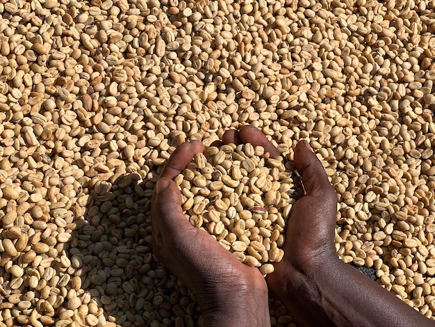 Manos de mujeres que muestran granos de café secos en el proceso de secado al sol el proceso de miel en la región montañosa de Sidama en Etiopía