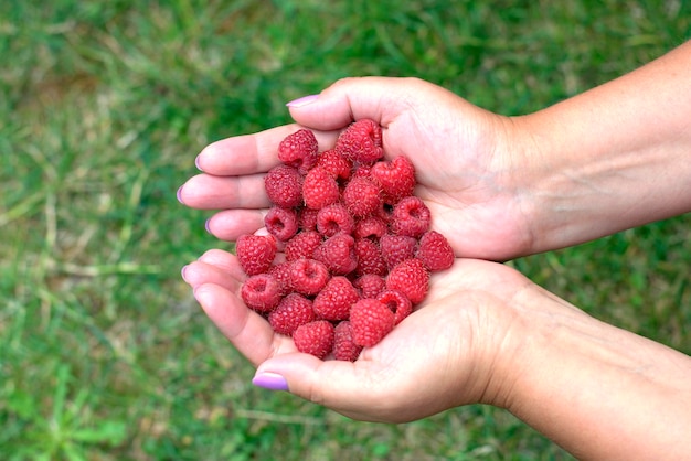 Las manos de las mujeres que sostienen las frambuesas frescas y rojas recogieron en el jardín.