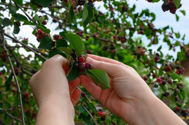 Las manos de las mujeres recogen bayas maduras en el jardín de verano