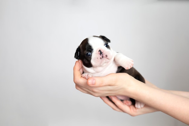 Las manos de las mujeres sostienen un pequeño y lindo cachorro Boston Terrier sobre un fondo gris blanco Espacio para texto Foto de alta calidad