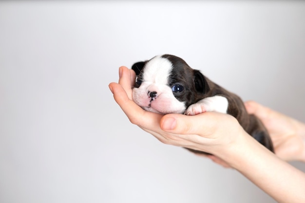 Las manos de las mujeres sostienen un pequeño y lindo cachorro Boston Terrier sobre un fondo gris blanco Espacio para texto Foto de alta calidad