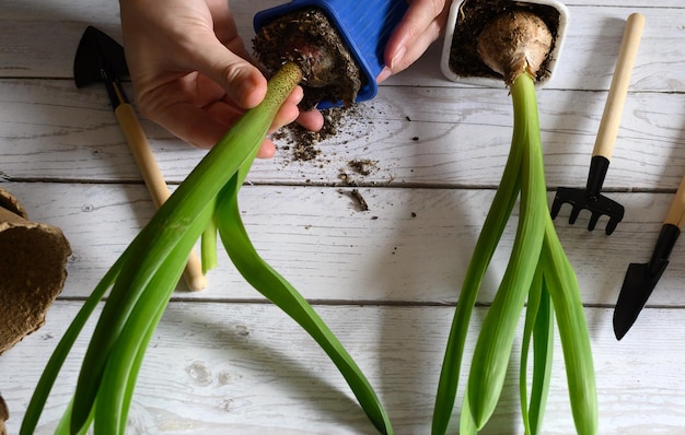 las manos de las mujeres trasplantan tulipanes de una olla de turba temporal a una jardinería permanente