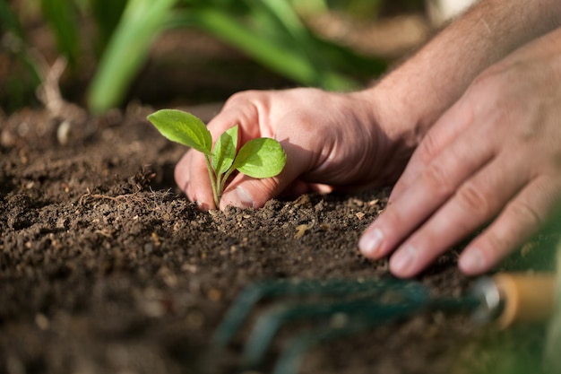 Manos multiculturales de adultos y niños sosteniendo plantas jóvenes sobre fondo de hierba verde.