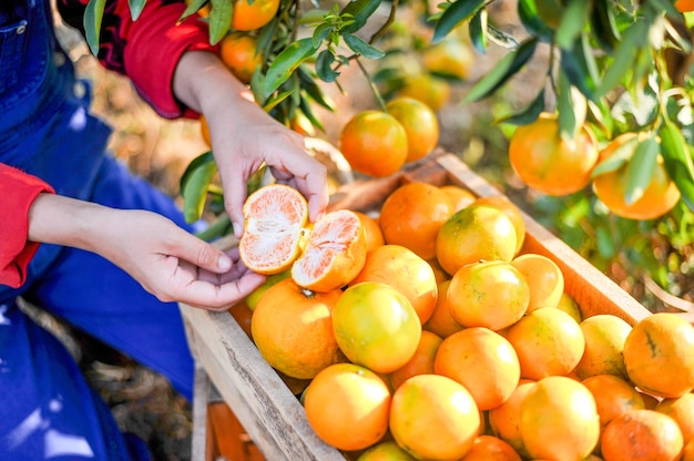 Las manos y naranjas de los agricultores de naranja están cosechando. Las naranjas son deliciosas