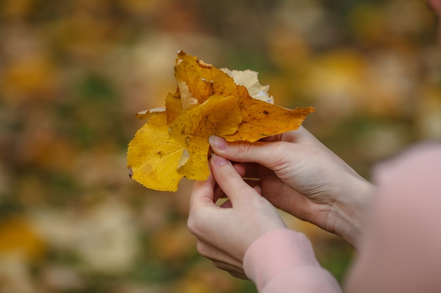 Manos de niña con hojas amarillas en bosque