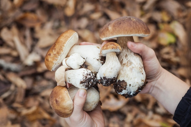 Manos de una niña con un montón de champiñones porcini blancos jóvenes