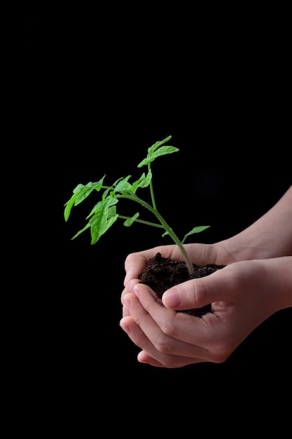 Manos del niño con montón de tierra con plántulas de tomate