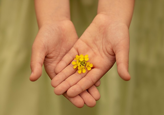 manos de niño sosteniendo flores amarillas