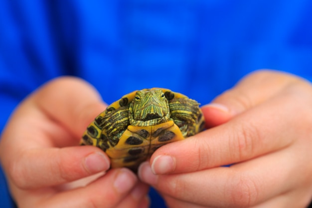 Foto manos del niño con tortuga pequeña