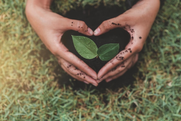 Manos de los niños plantando árboles verdes en el suelo plantando árboles jóvenes Reducir el calentamiento global