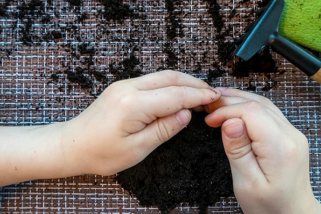 Las manos de los niños recogen la tierra esparcida de la mesa.