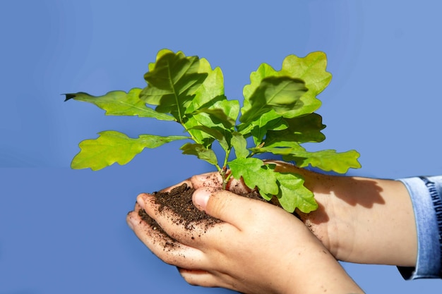 Las manos de los niños sosteniendo una plántula de árbol