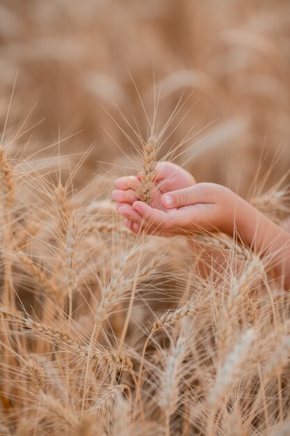 Las manos de los niños sostienen las espigas de trigo en un campo en el verano