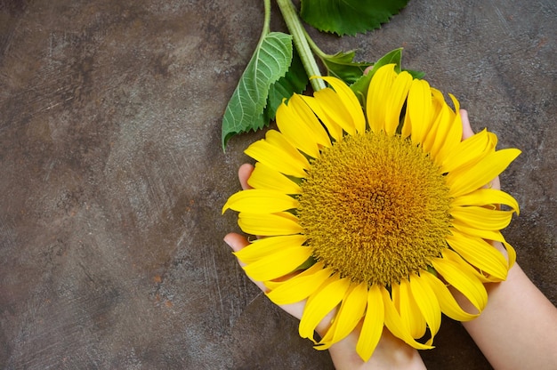 Las manos de los niños sostienen una flor de girasol Vista superior Espacio libre para su proyecto