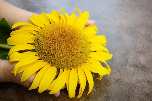 Las manos de los niños sostienen una flor de girasol.