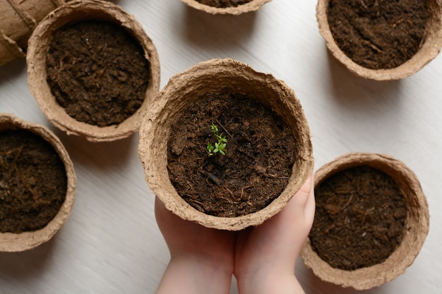 Las manos de los niños sostienen una maceta de plántulas