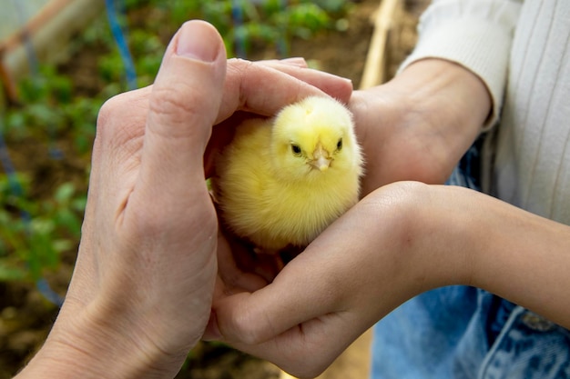 Las manos de los niños sostienen un pollo pequeño.