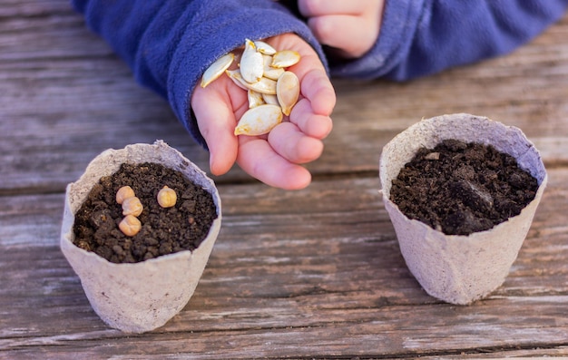 Las manos de los niños sostienen semillas de calabaza para plantar junto a pequeñas macetas de suelo concepto de agricultura jardinería plantación de productos naturales orgánicos