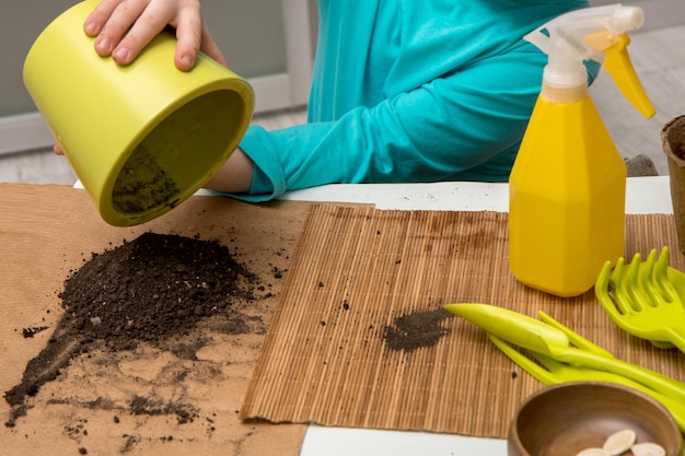 Las manos de los niños vierten la tierra de una olla de cerámica al lado de la mesa son herramientas de jardín semillas de calabaza plantando plántulas