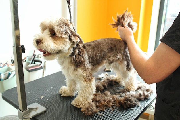 Las manos de la peluquera hacen un corte de pelo de raza con una recortadora de yorkshire terrier en el salón de aseo. A nosotros