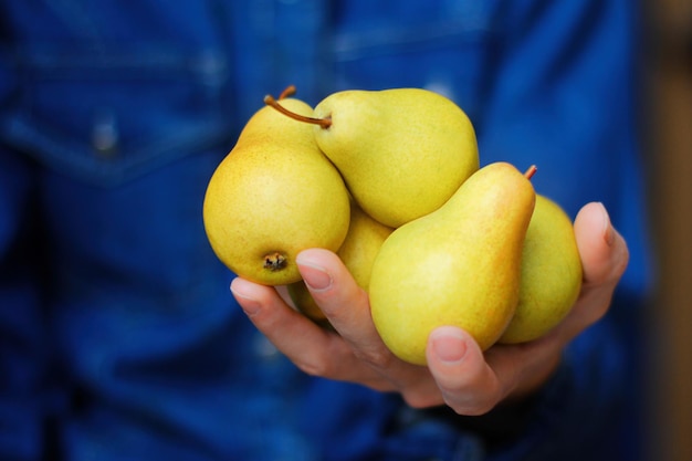 Manos con peras amarillas maduras cosechando en el jardín preparaciones caseras de frutas alimentos ecológicos enfoque selectivo