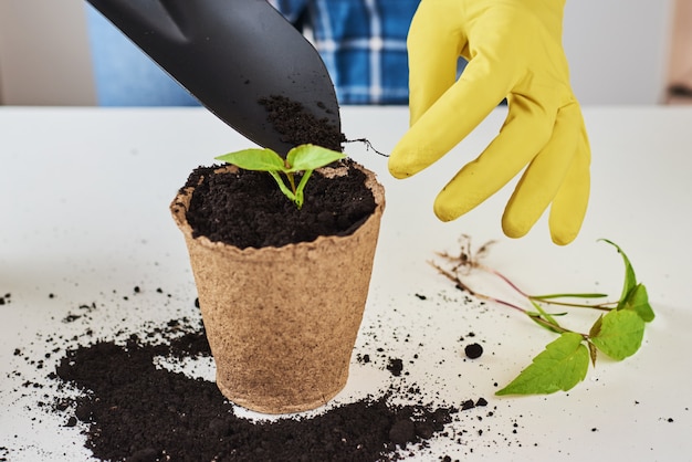 Manos en planta de trasplante de guantes amarillos