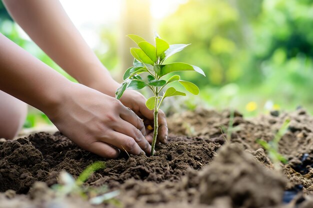 manos plantando un árbol joven concepto de conservación del medio ambiente