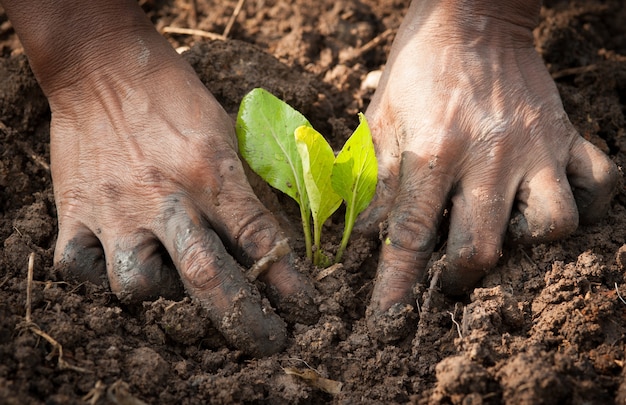 manos plantando una plántula en el suelo