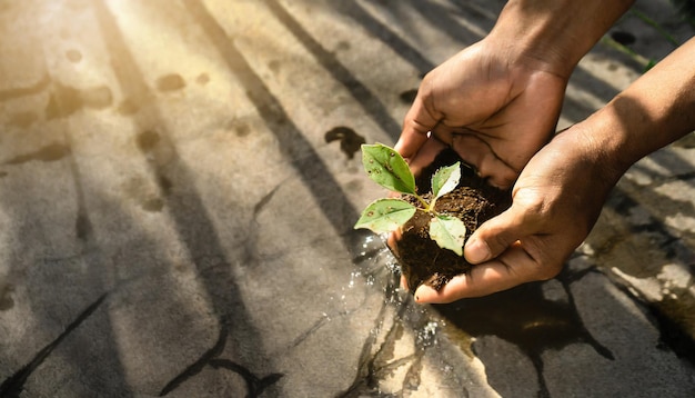 manos plantando y regando plantas alimenticias para el futuro agrícola