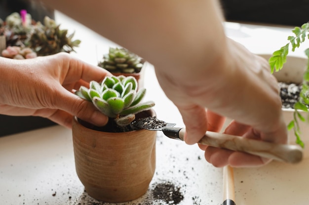 Manos plantando una suculenta planta de interior en una nueva olla de jardinería en el hogar